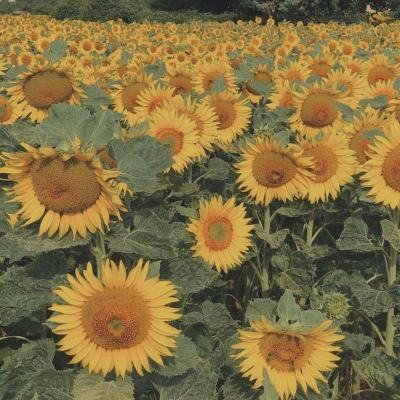 2023澳门资料大全正版app下载